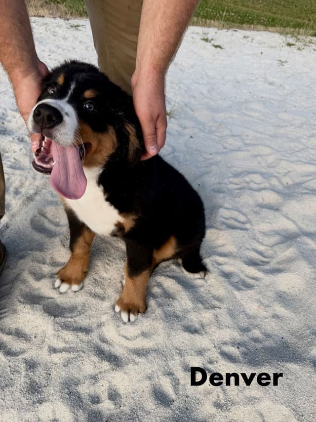 Bernese Mountain Dog Puppies media 5