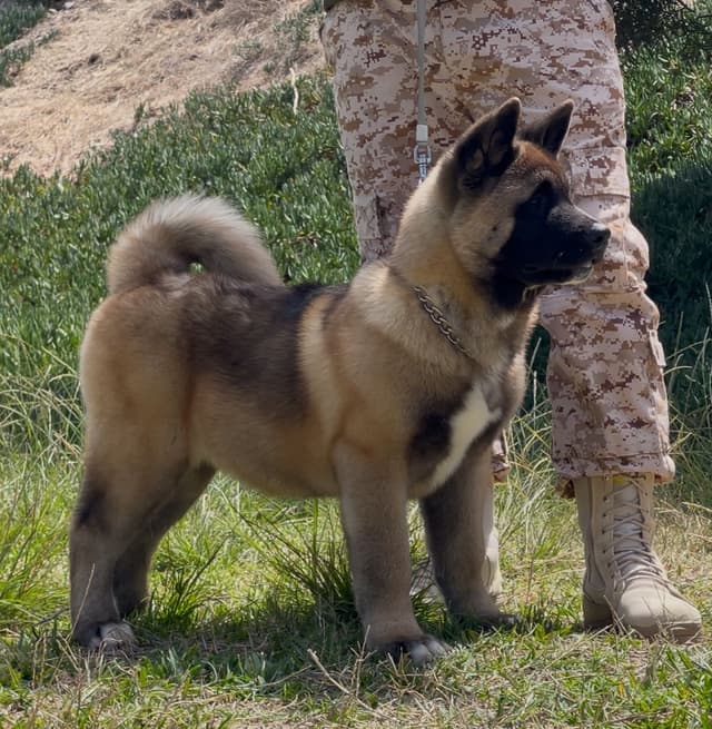 AMERICAN AKITA PUPPIES media 3