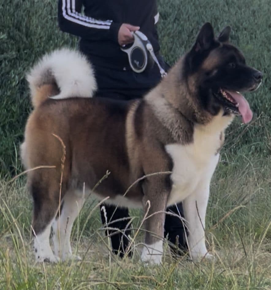 AMERICAN AKITA PUPPIES breeder image 1