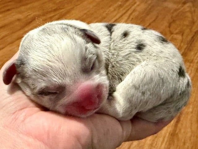 Cardigan Welsh Corgi Puppies media 2