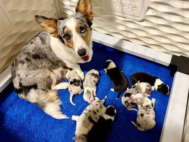 Cardigan Welsh Corgi Puppies media 3