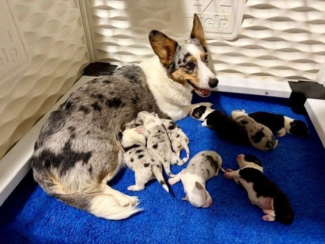 Cardigan Welsh Corgi Puppies media 4