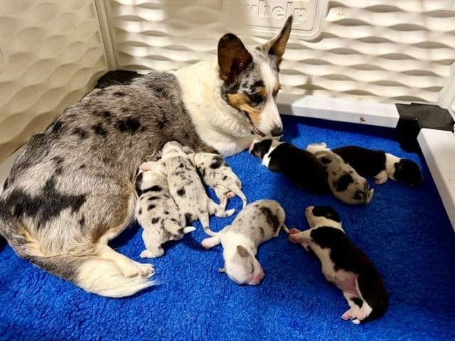 Cardigan Welsh Corgi Puppies media 5