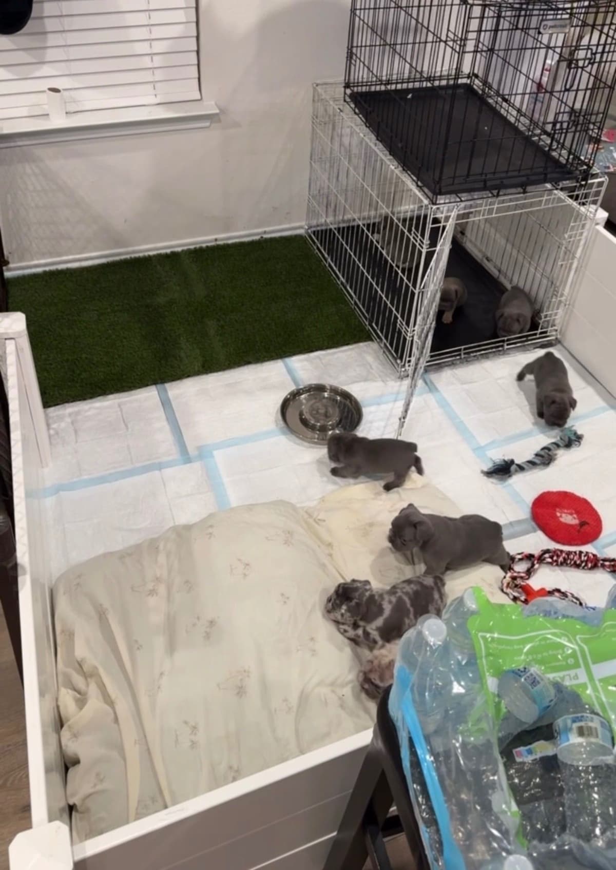 French Bulldog Puppies breeder image 7