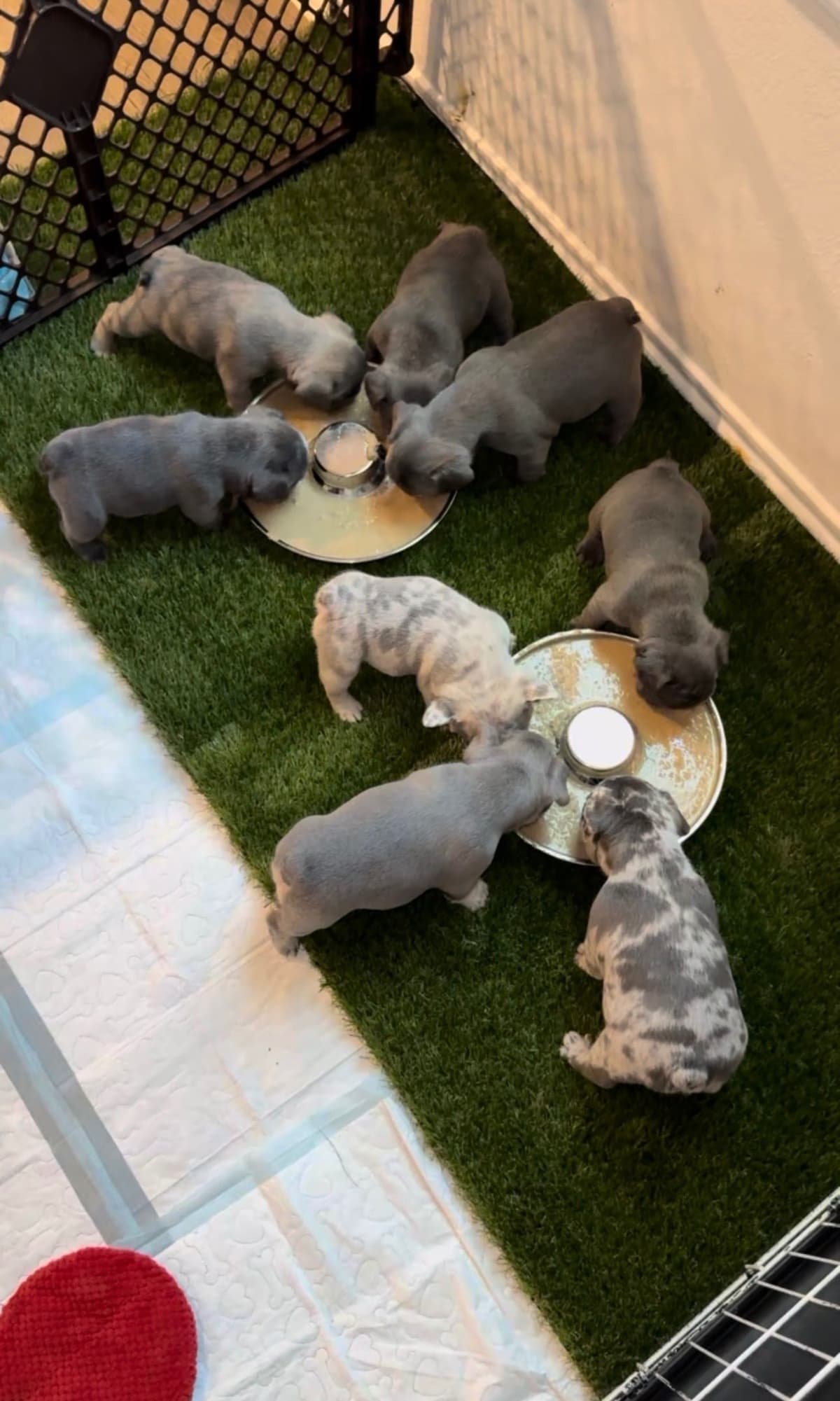 French Bulldog Puppies breeder image 8