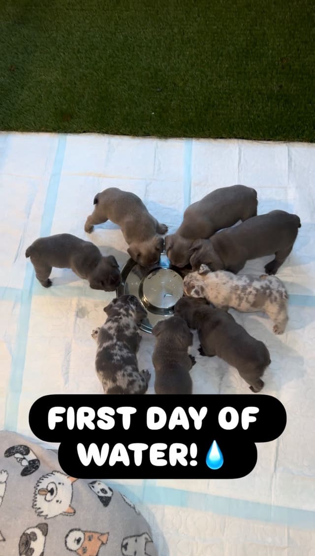 French Bulldog Puppies media 2