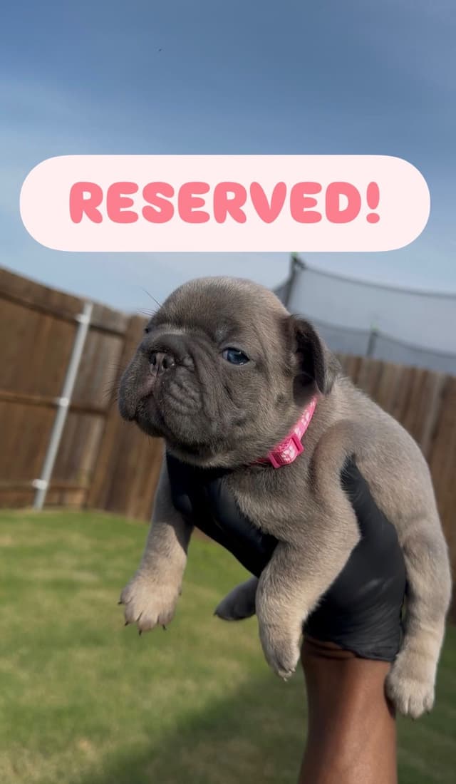 French Bulldog Puppies media 6