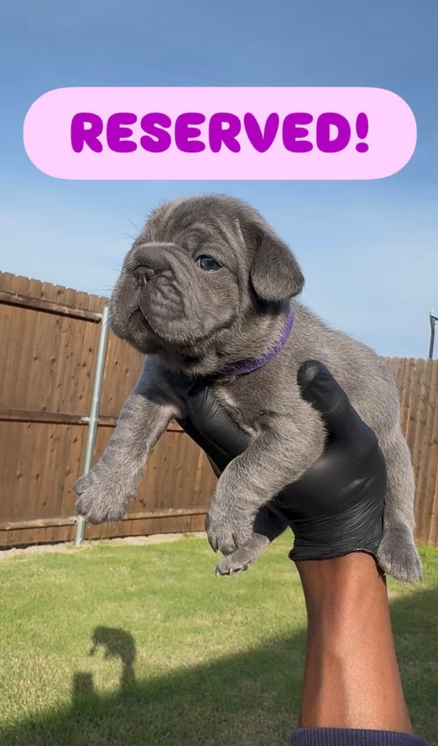 French Bulldog Puppies media 7