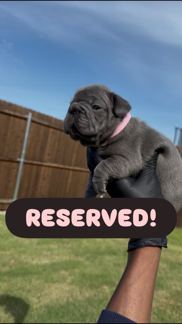 French Bulldog Puppies media 8
