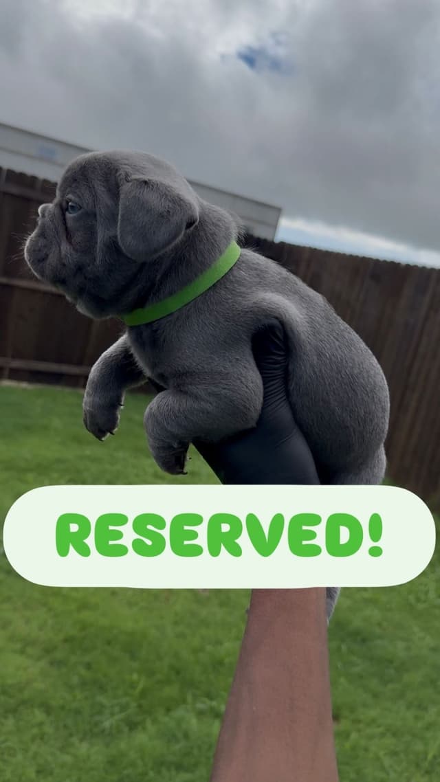 French Bulldog Puppies media 9