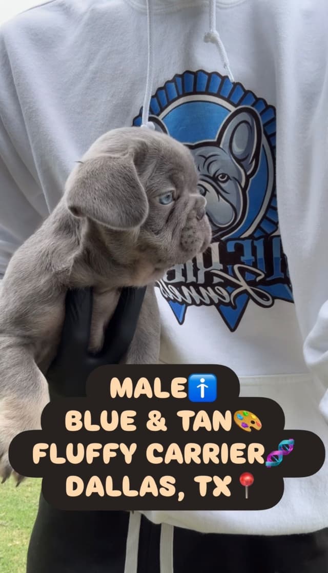 French Bulldog Puppies media 10