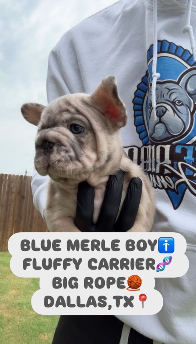 French Bulldog Puppies media 11