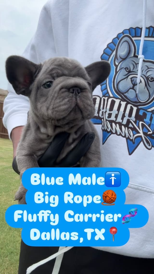 French Bulldog Puppies media 12