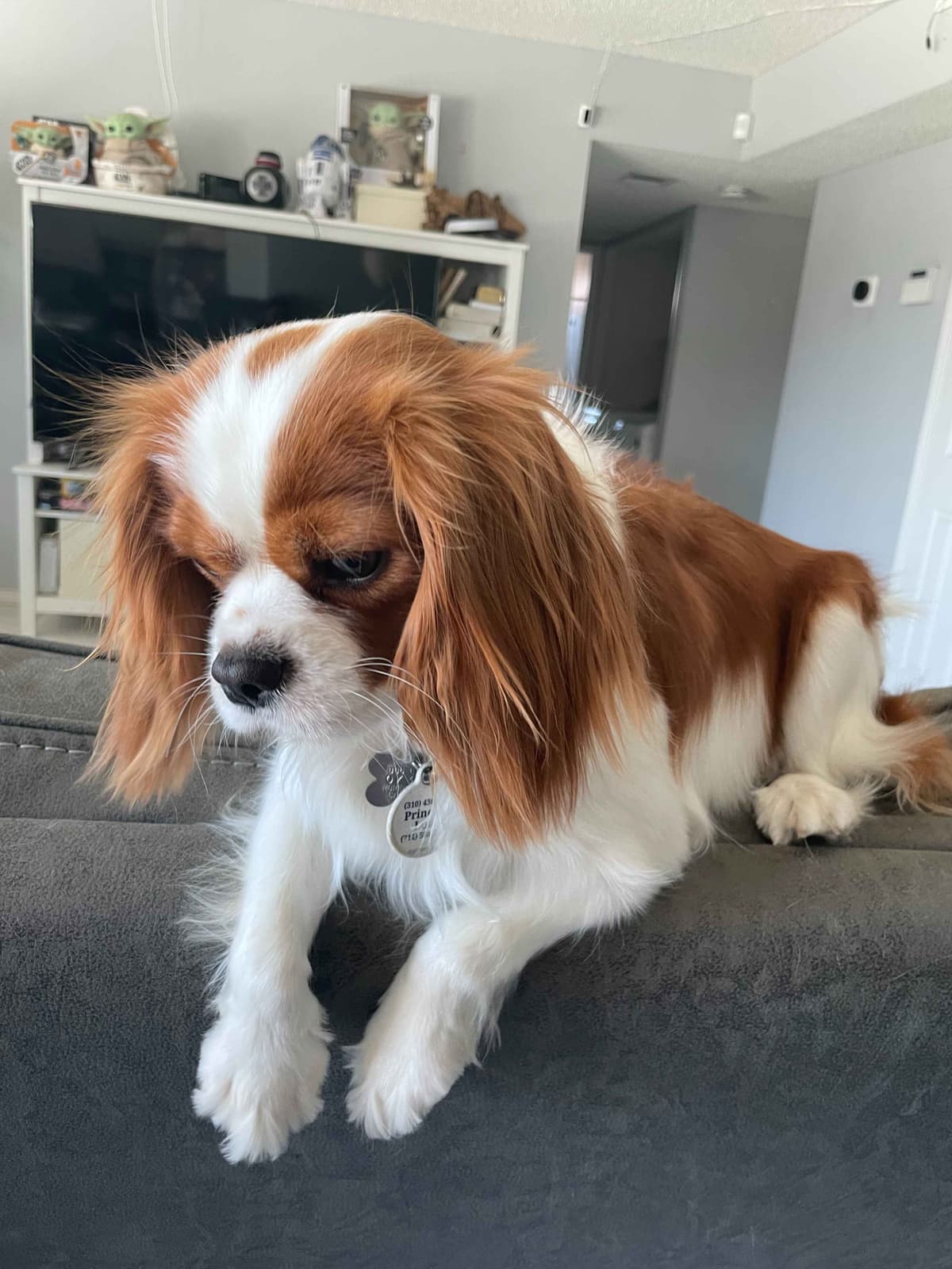 Cavalier King Charles Spaniel Puppies breeder image 2