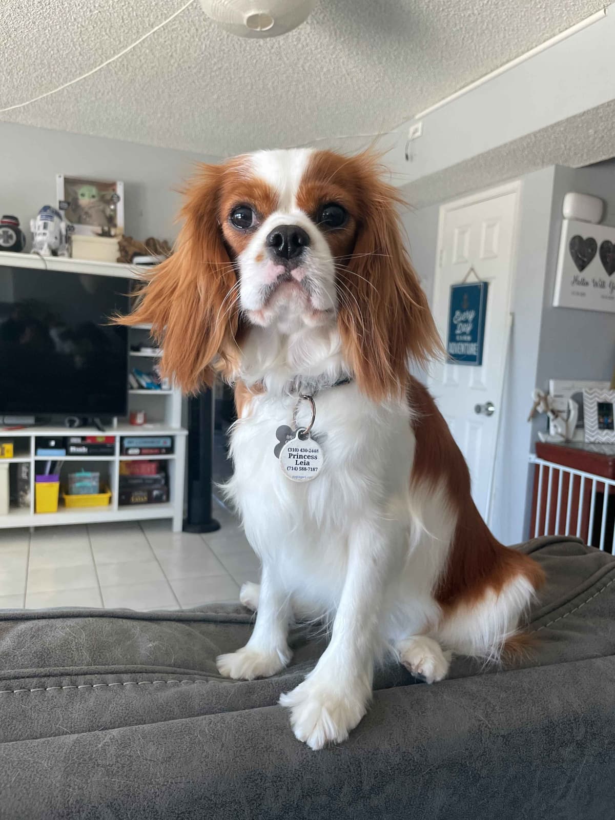 Cavalier King Charles Spaniel Puppies breeder image 3