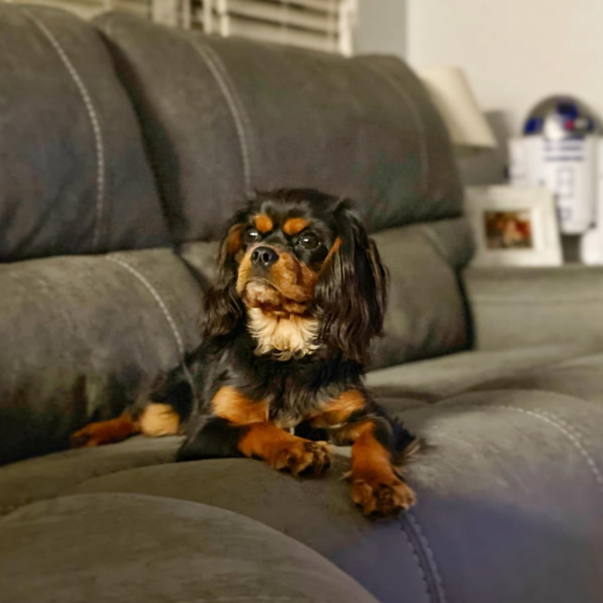 Cavalier King Charles Spaniel Puppies breeder image 5