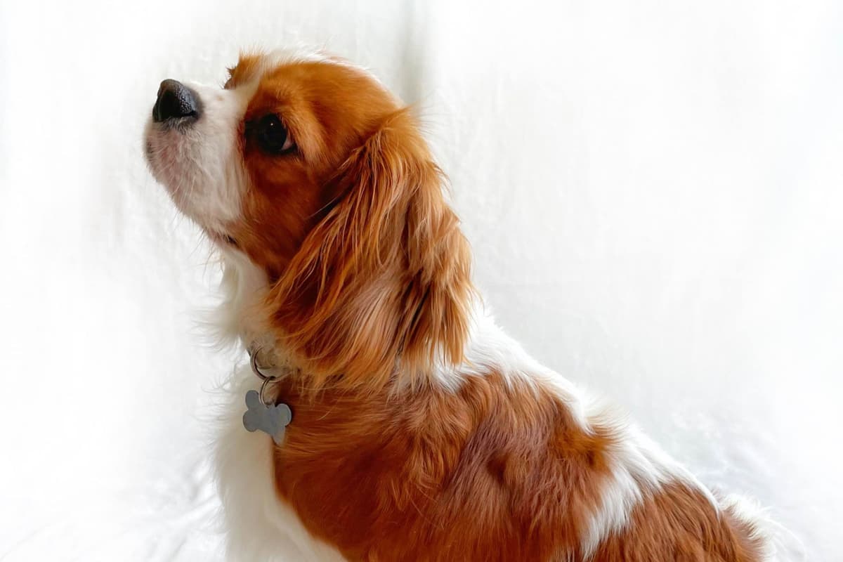 Cavalier King Charles Spaniel Puppies breeder image 6