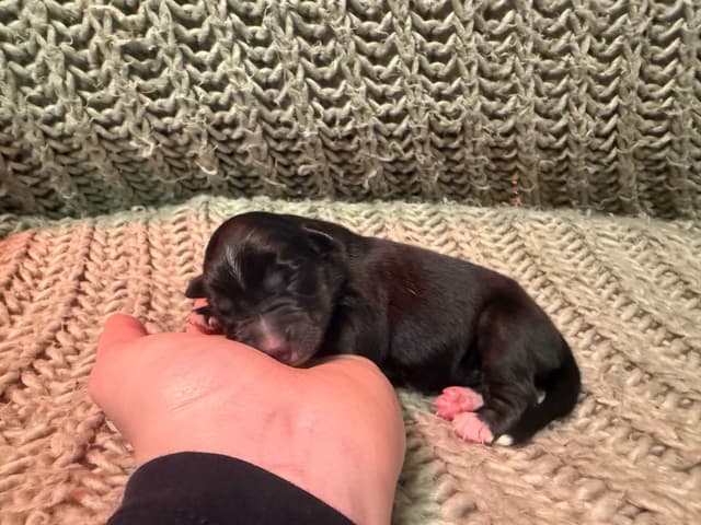 Australian Shepherd Puppies media 3