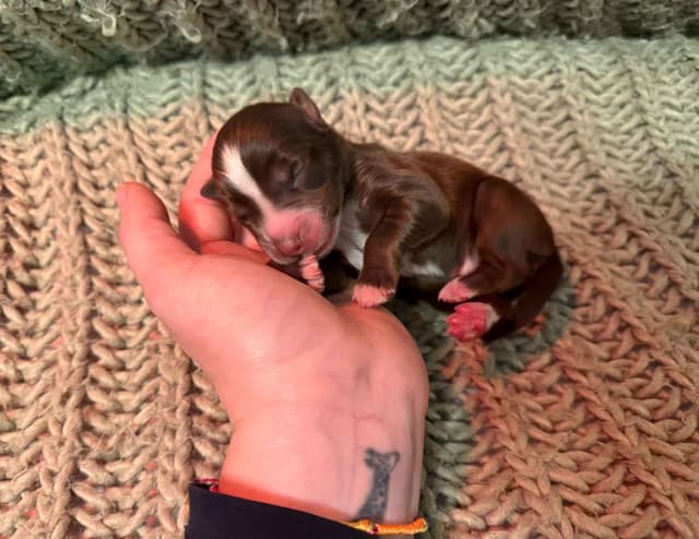 Australian Shepherd Puppies media 4