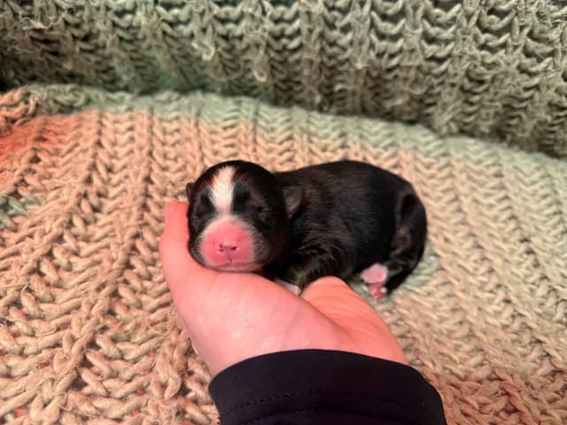 Australian Shepherd Puppies media 5