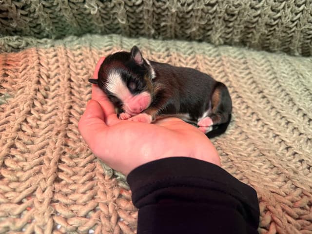 Australian Shepherd Puppies media 8