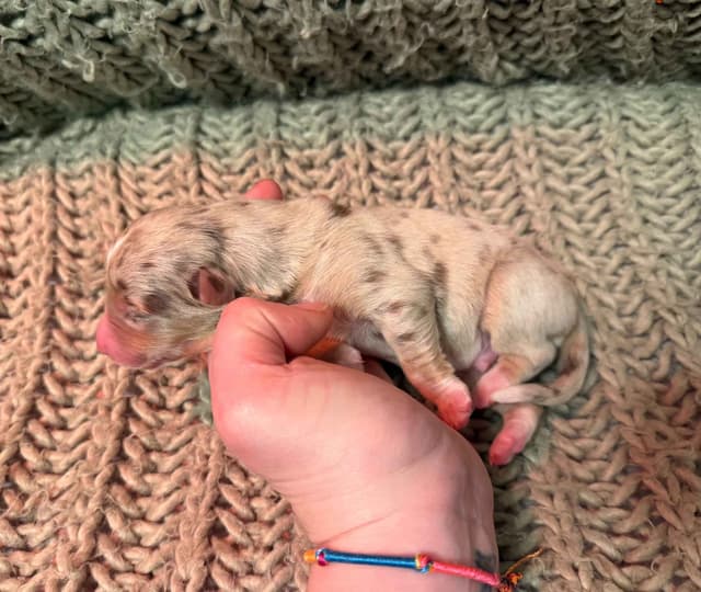 Australian Shepherd Puppies media 7