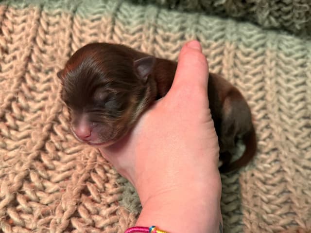 Australian Shepherd Puppies media 6