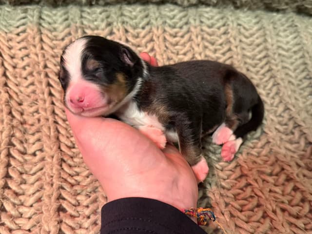 Australian Shepherd Puppies media 9