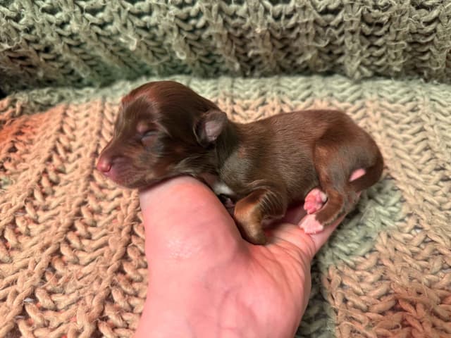 Australian Shepherd Puppies media 11