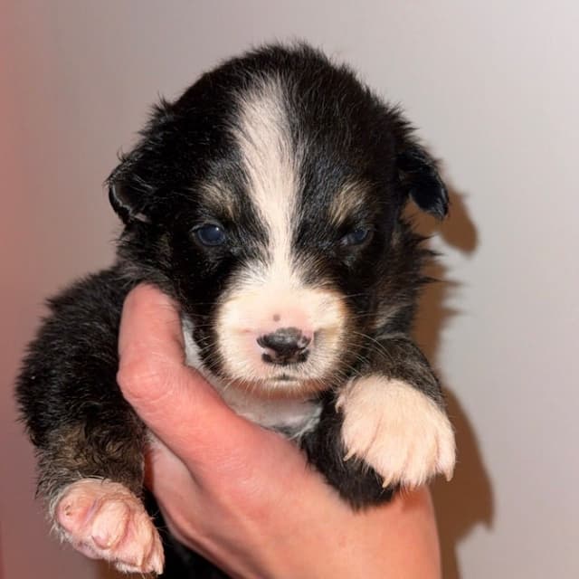 Australian Shepherd Puppies media 12