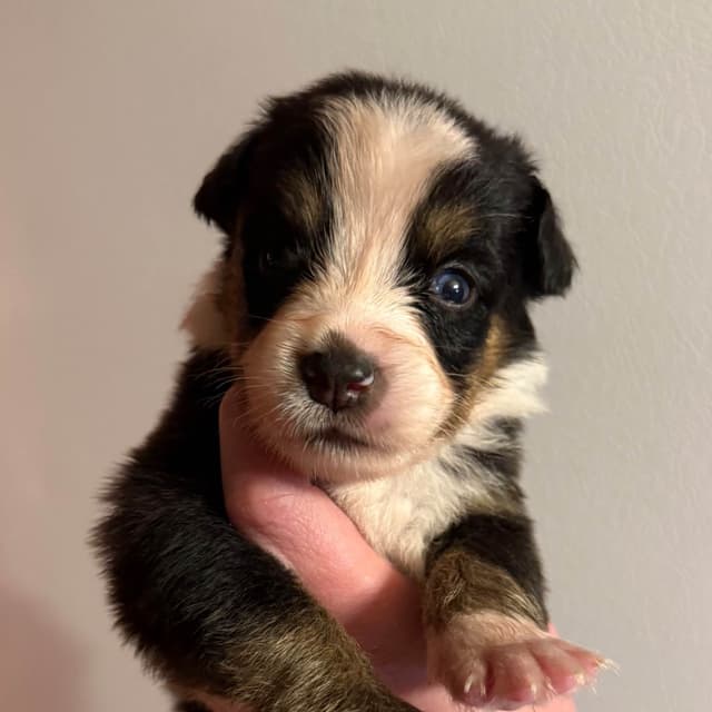 Australian Shepherd Puppies media 13