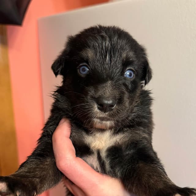 Australian Shepherd Puppies media 14
