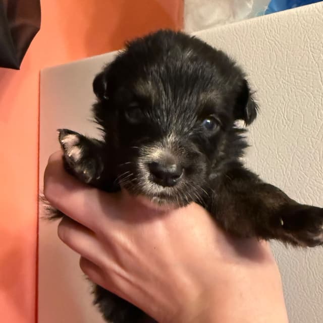 Australian Shepherd Puppies media 15