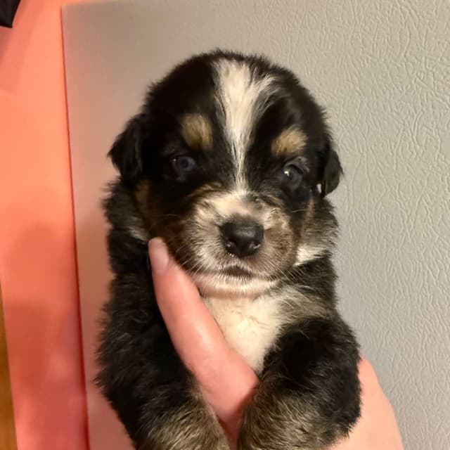 Australian Shepherd Puppies media 16