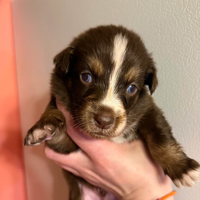 Australian Shepherd Puppies media 17