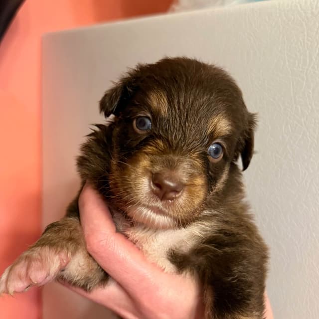 Australian Shepherd Puppies media 18