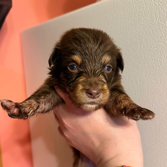 Australian Shepherd Puppies media 19