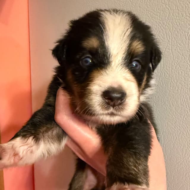 Australian Shepherd Puppies media 21