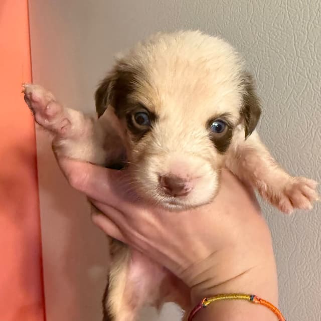 Australian Shepherd Puppies media 22