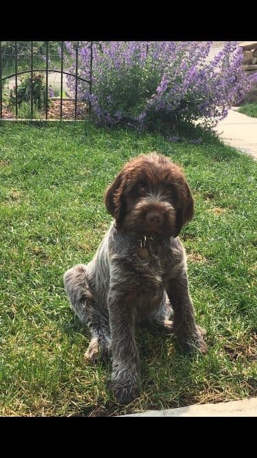 Wirehaired Pointing Griffon Puppies breeder image 1