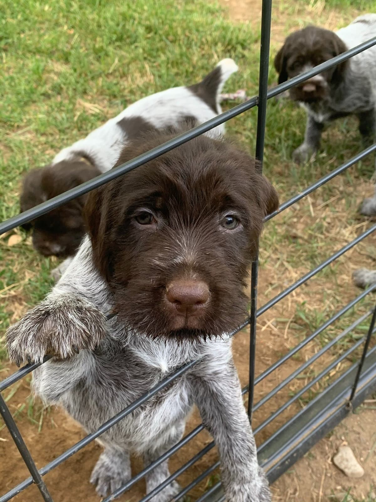 Wirehaired Pointing Griffon Puppies breeder image 3