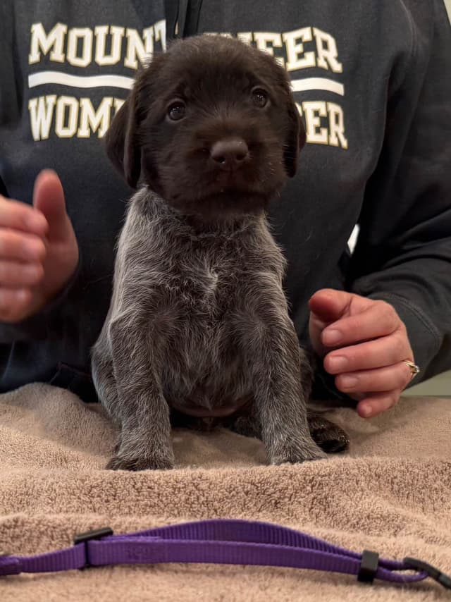 Wirehaired Pointing Griffon Puppies media 2