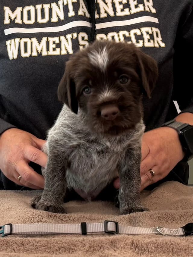 Wirehaired Pointing Griffon Puppies media 4