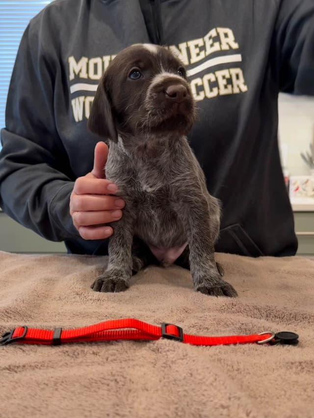 Wirehaired Pointing Griffon Puppies media 6