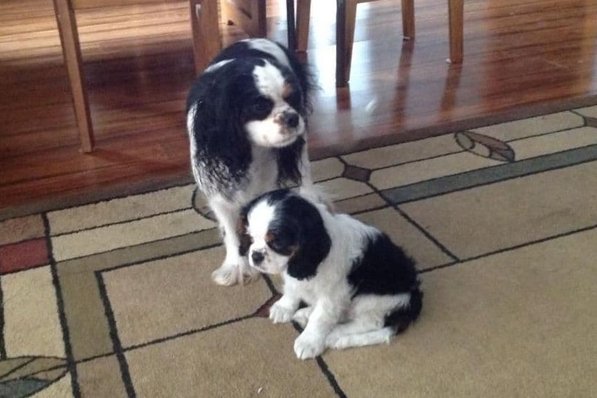 Cavalier King Charles Spaniel Puppies breeder image 1