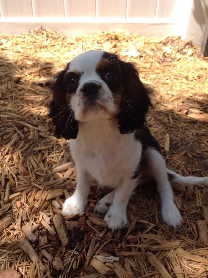 Cavalier King Charles Spaniel Puppies breeder image 2