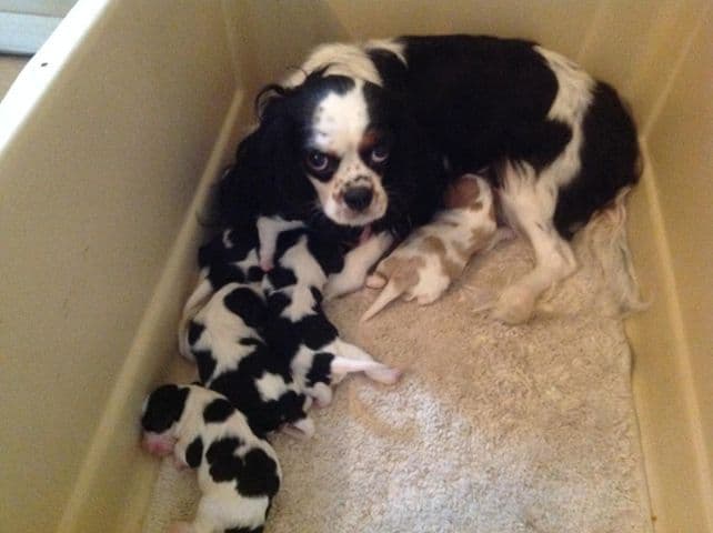 Cavalier King Charles Spaniel Puppies breeder image 3
