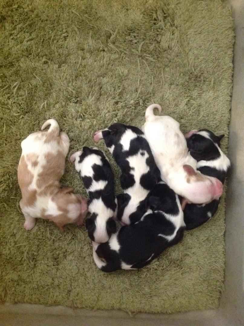 Cavalier King Charles Spaniel Puppies breeder image 4
