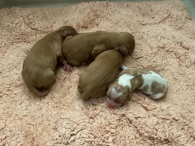 Cavalier King Charles Spaniel Puppies media 5