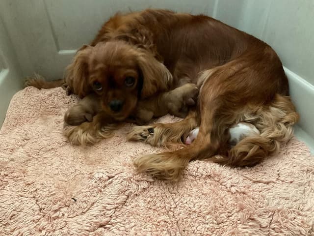 Cavalier King Charles Spaniel Puppies media 6